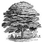 sassafras tree