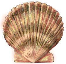 Scallop