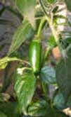 Serrano Chili Pepper