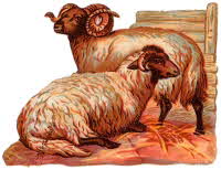 Sheep, ewe and ram