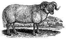 Sheep: Black-Faced Ram