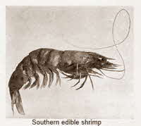 Shrimp