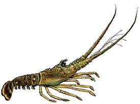 spiny-lobster