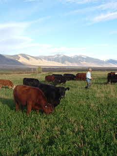 Steers eating grass