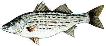 striped bass