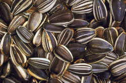 Sunflower Seeds