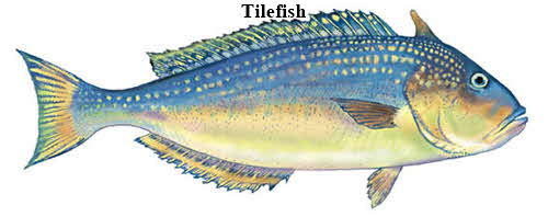 Tilefish