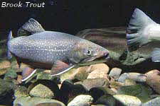 Trout