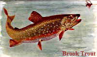 Brook Trout