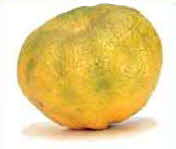 Ugli Fruit