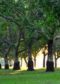 Walnut Trees