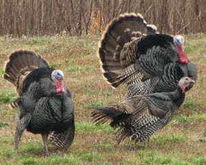 Wild Turkeys