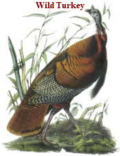 Wild Turkey by Audubon