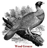 Wood Grouse