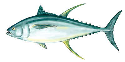 Yellowfin Tuna