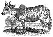 Zebu