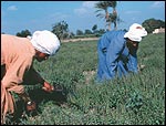 basil pickers