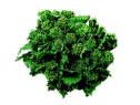 Broccoli Rabe