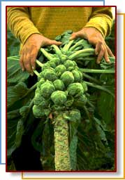 Brussels Sprouts