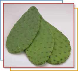 Cactus Leaves