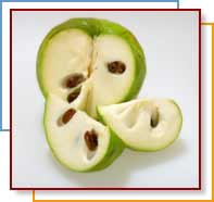 CHERIMOYA