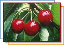 CHERRIES