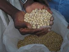 cow peas