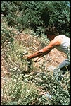 oregano picking