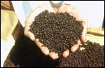 peppercorns