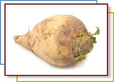 rutabaga