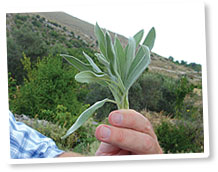 sage plant