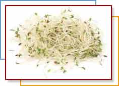 ALFALFA SPROUTS