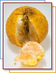 ugli fruit