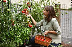 Tomato Plants