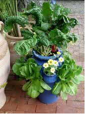 Container Gardening