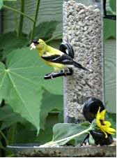 Tube Birdfeeder