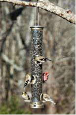 Another Tube Birdfeeder