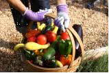 Garden basket