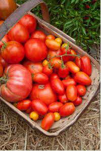 Tomatoes in Basket