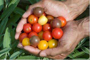 Hands-full of Tomatoes