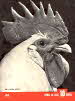 Torkel Korling Rooster Torkel Korling Rooster
