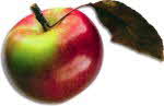 Apple with one leaf Apple with one leaf
