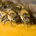 Bees Bees