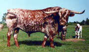 Longhorn Bull