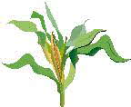 corn-067 corn-067