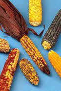 Corn ears, various colors