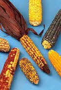 Corn ears, various colors Corn ears, various colors