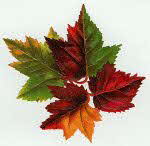 Autumn leaves Autumn leaves
