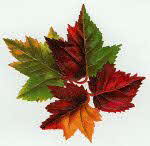 Autumn leaves