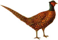 pheasant-130 pheasant-130